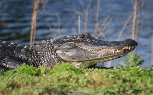 An alligator suns on the bank of the Alachua Sink.